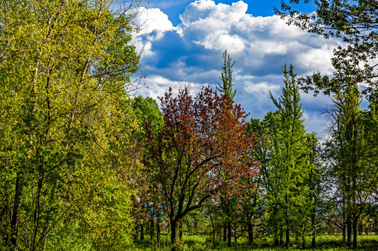 The lush surrounding garden