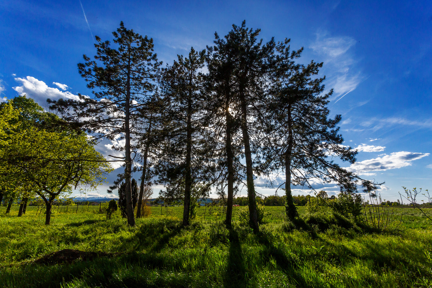 Il rigoglioso giardino circostante