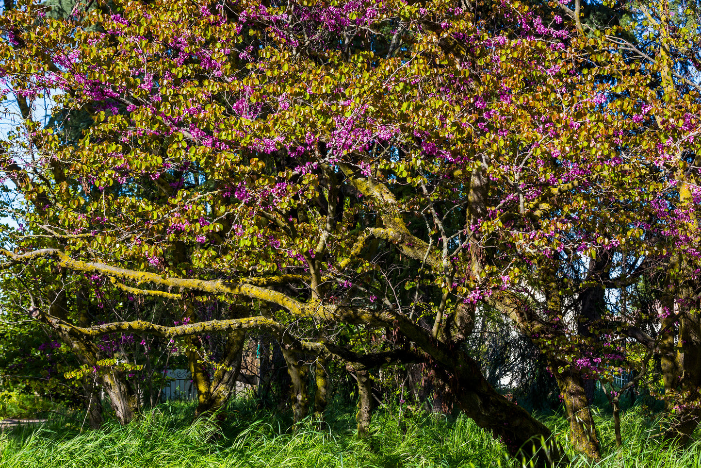 Il rigoglioso giardino circostante