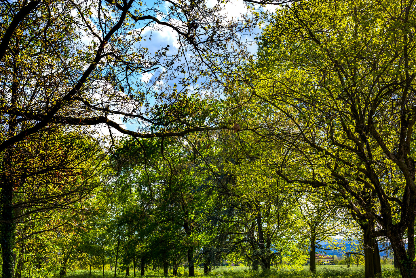 Il rigoglioso giardino circostante